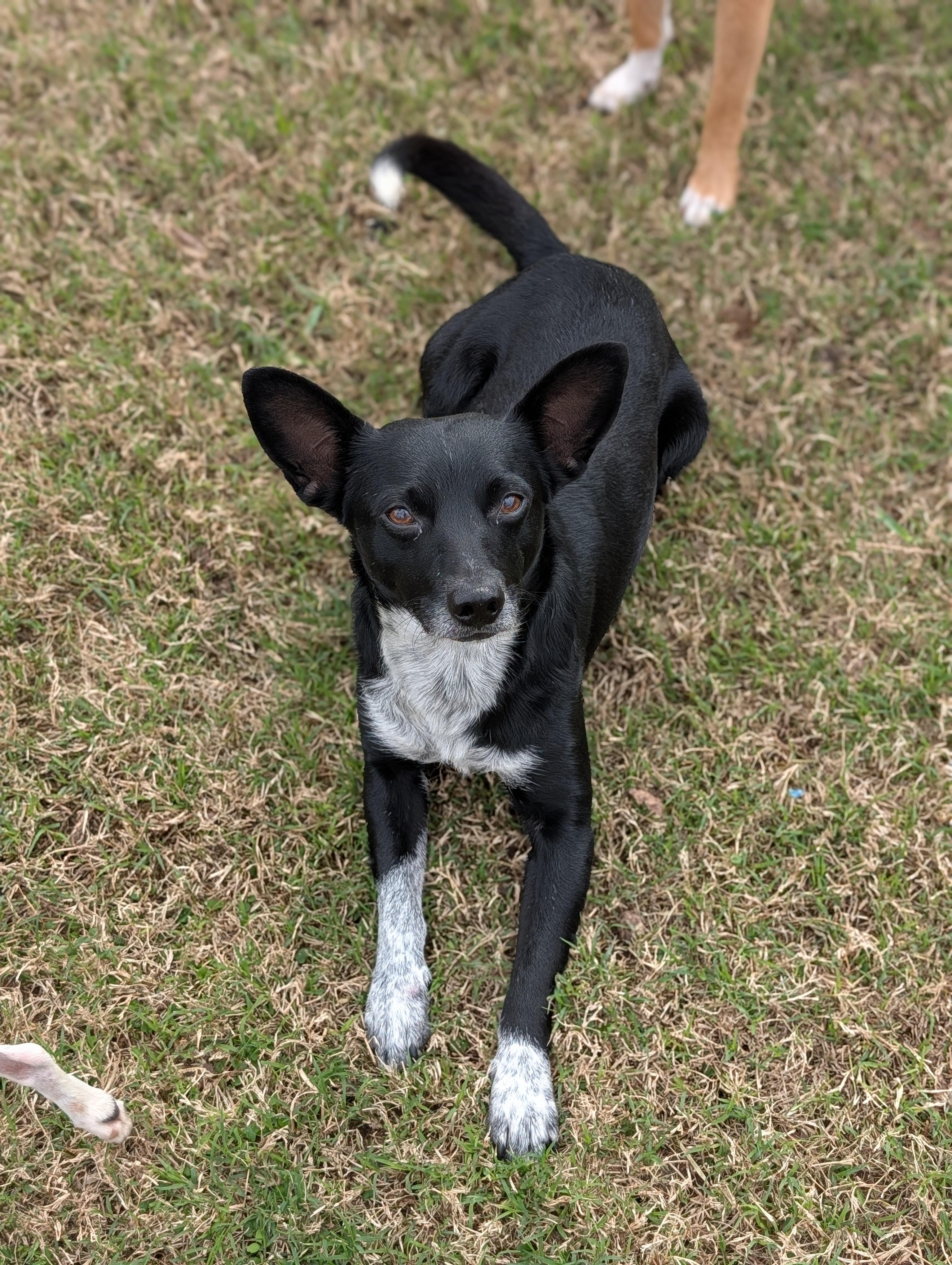 Enlarge Sharpie, a Adoptable mixed breed in Baton Rouge, LA image 4/5