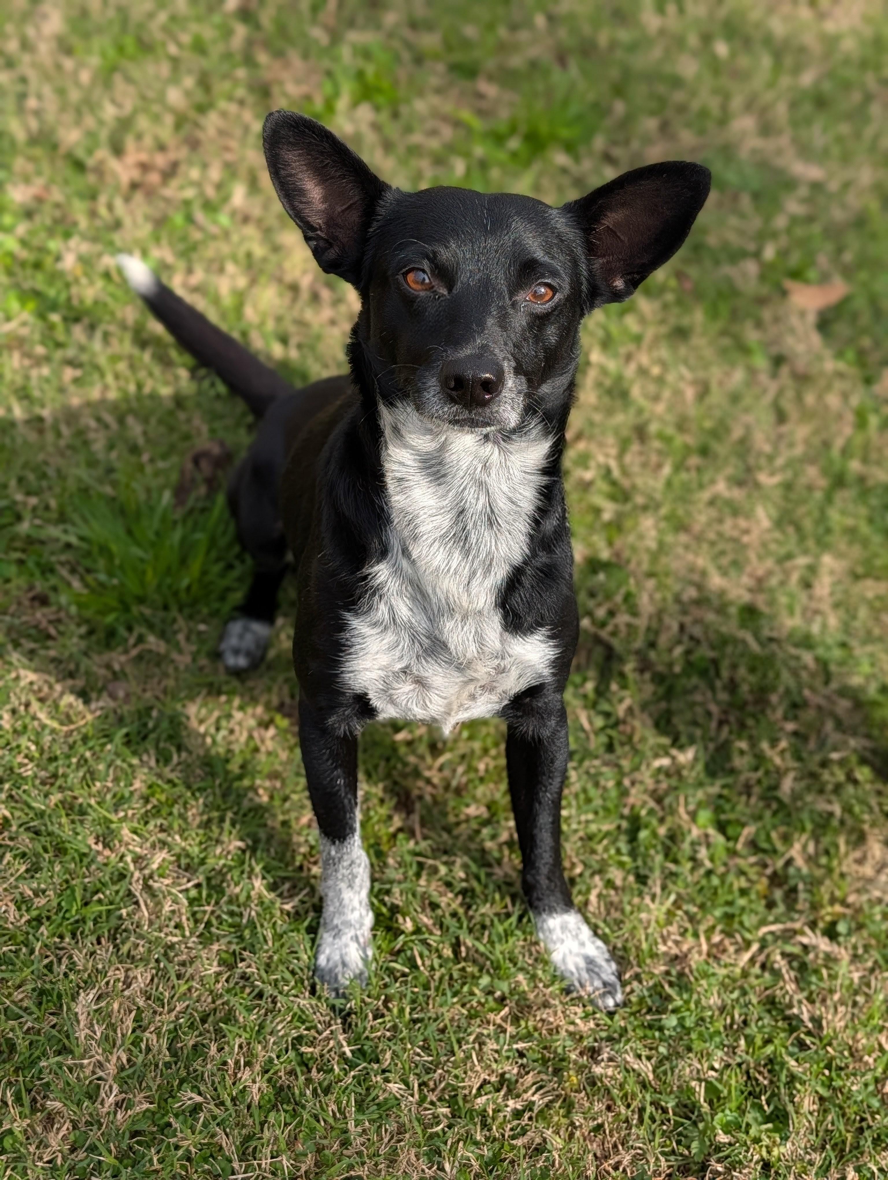 Enlarge Sharpie, a Adoptable mixed breed in Baton Rouge, LA image 2/5
