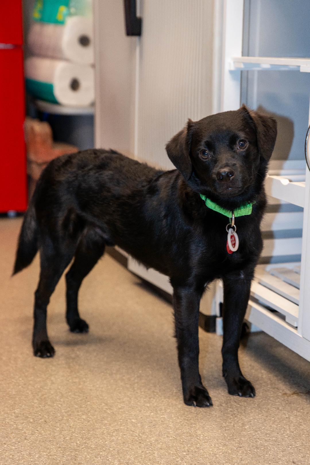 Baxter, Adopted, Young Male Mixed Breed.