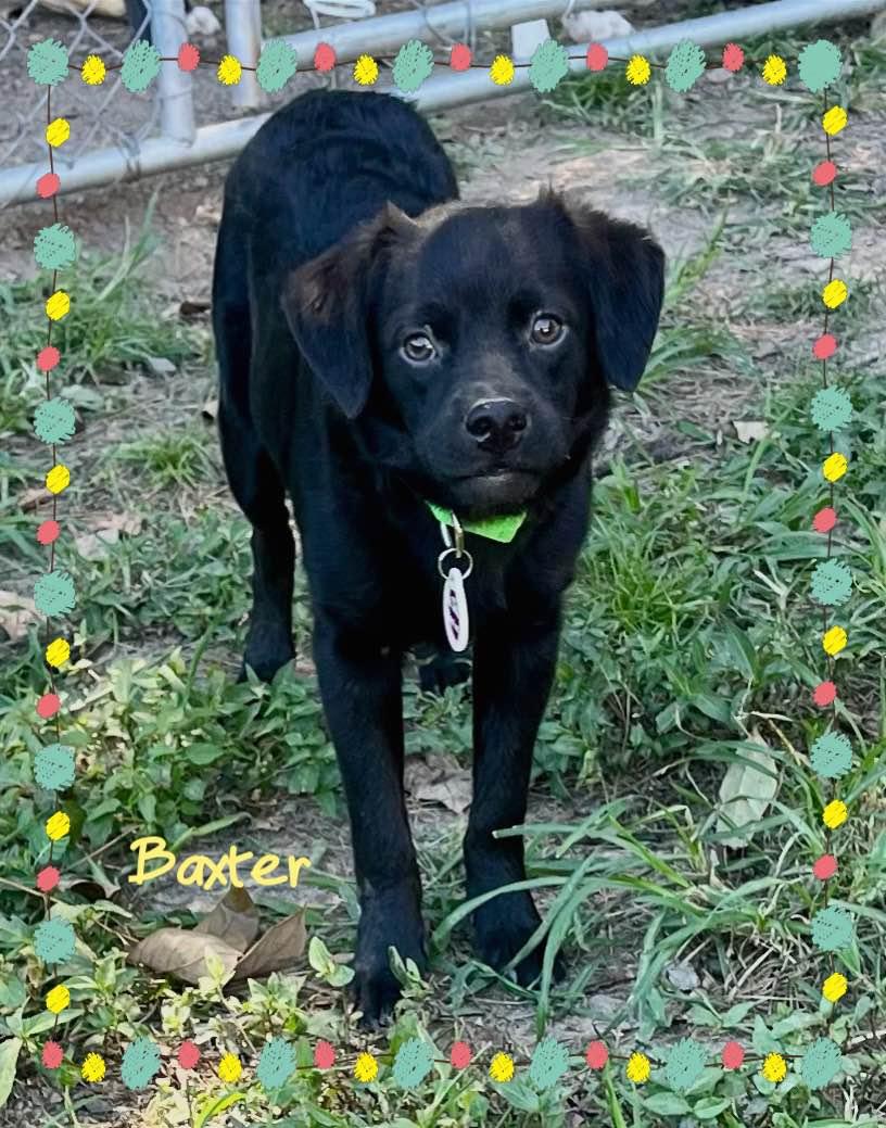 Baxter, a Adopted Mixed Breed in Farmingdale, NY image 2/2