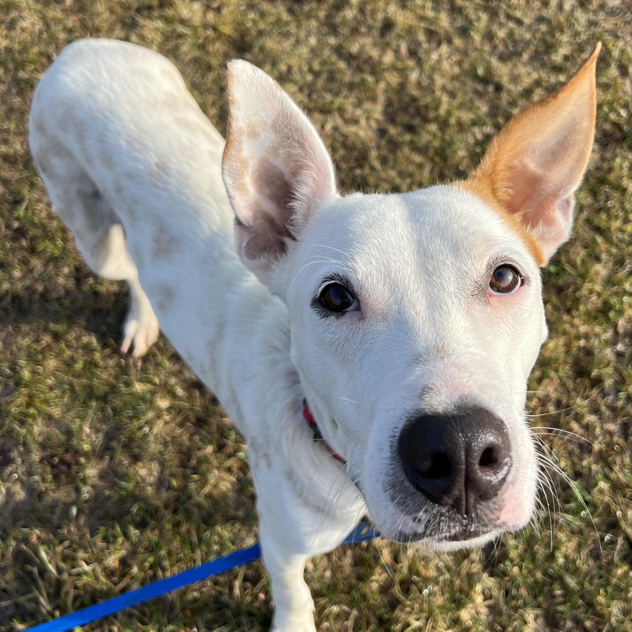 Cruise, ADOPTABLE, Young Male Mixed Breed.