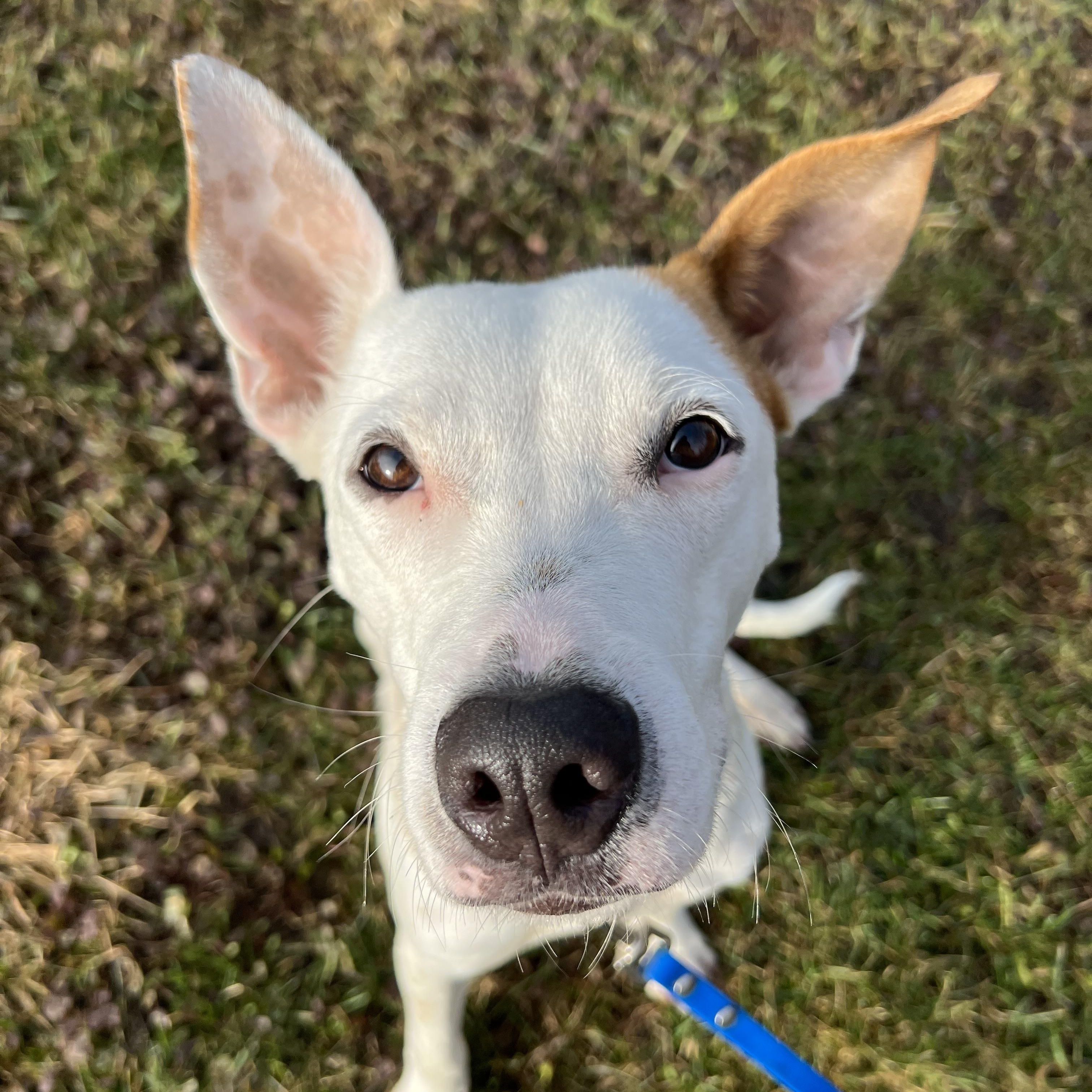 Enlarge Cruise, a ADOPTABLE Mixed Breed in Thornhill, ON image 3/6