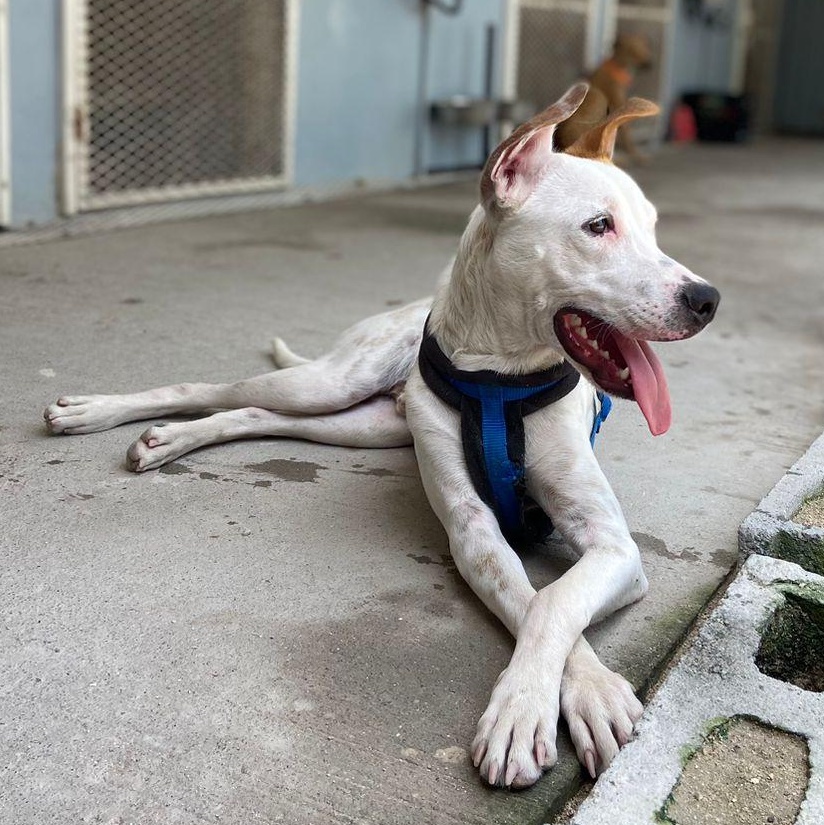 Enlarge Cruise, a ADOPTABLE Mixed Breed in Thornhill, ON image 4/6