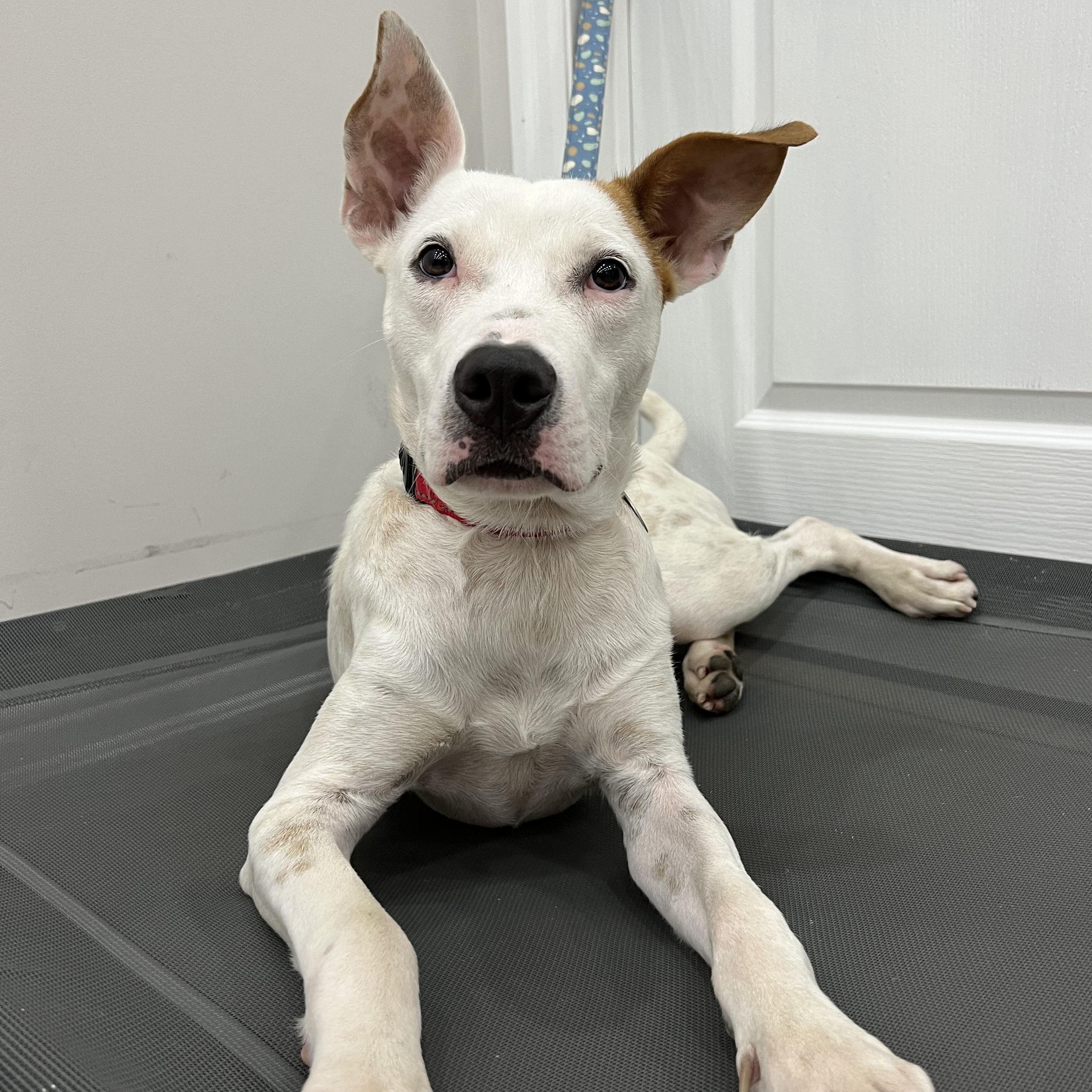 Enlarge Cruise, a ADOPTABLE Mixed Breed in Thornhill, ON image 5/6