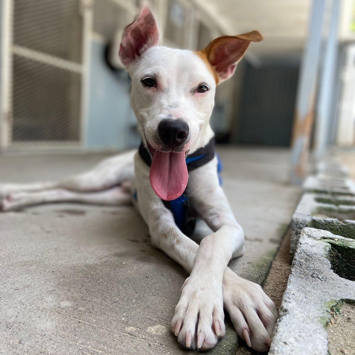 Enlarge Cruise, a ADOPTABLE Mixed Breed in Thornhill, ON image 2/6