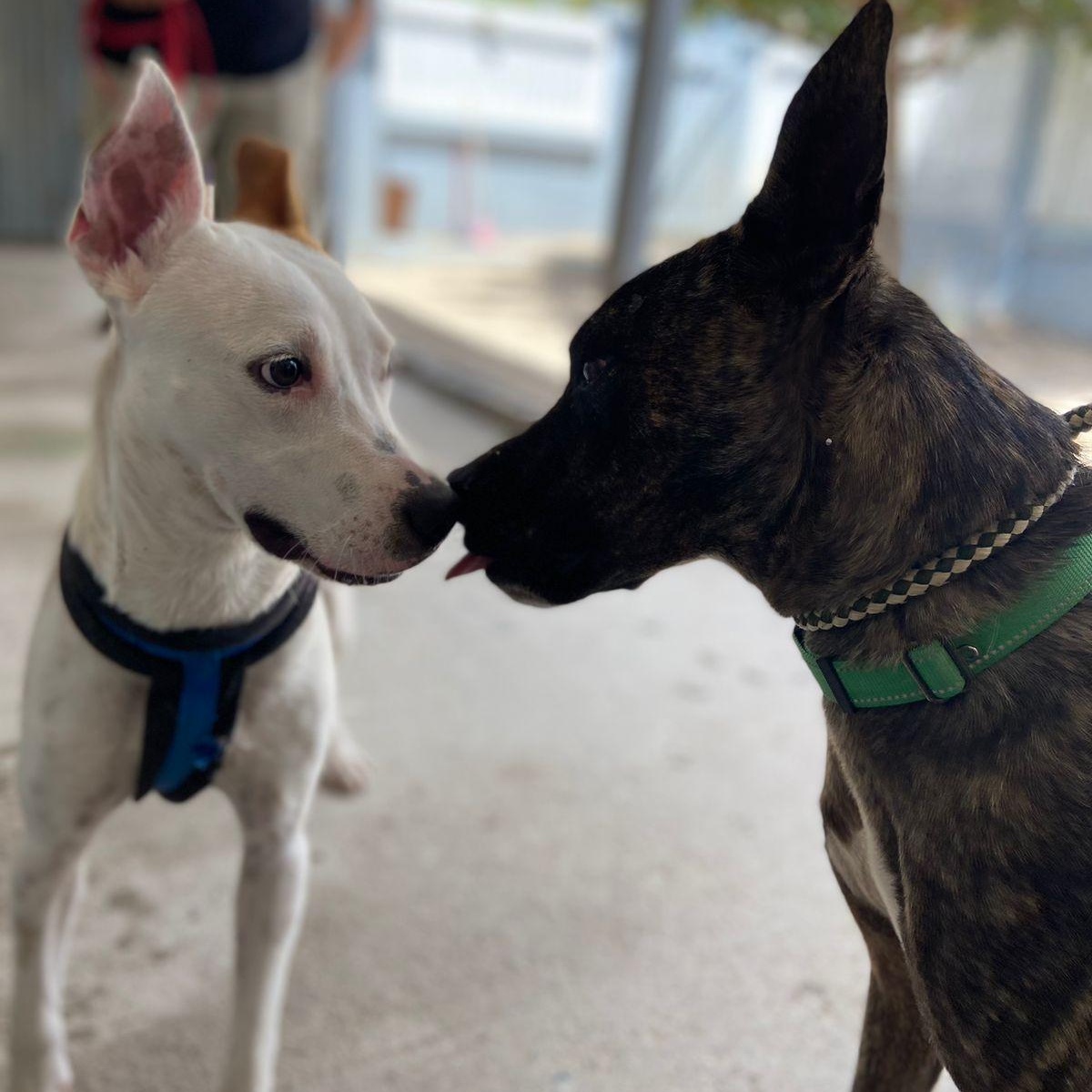 Enlarge Cruise, a ADOPTABLE Mixed Breed in Thornhill, ON image 6/6