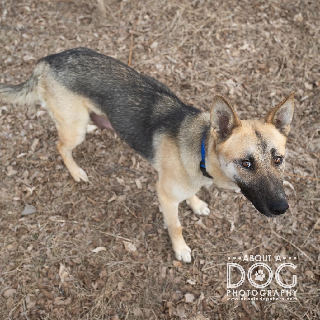 Toast, Adoptable, Adult Female German Shepherd Dog.
