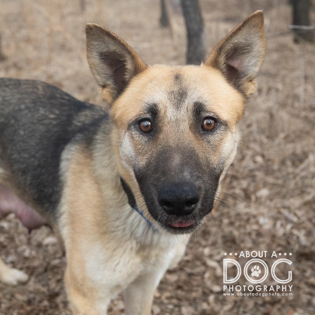 Enlarge Toast, a Adoptable mixed breed in Saint Cloud, MN image 2/3