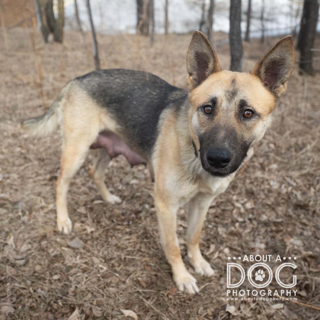Enlarge Toast, a Adoptable mixed breed in Saint Cloud, MN image 3/3