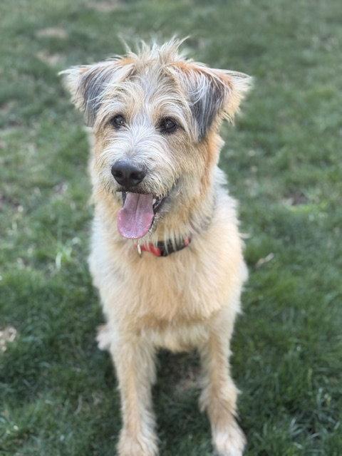 Arthur, Adoptable, Young Male Standard Poodle & Shepherd.