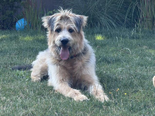 Enlarge Arthur, a Adoptable mixed breed in Seattle, WA image 2/3