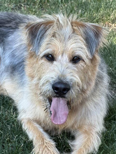 Enlarge Arthur, a Adoptable mixed breed in Seattle, WA image 3/3