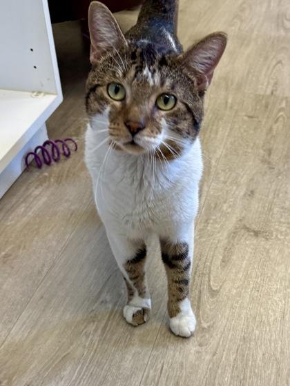 Enlarge Carl, a Adoptable Domestic Short Hair in Downers Grove, IL image 1/3