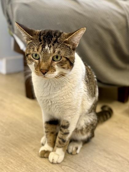 Enlarge Carl, a Adoptable Domestic Short Hair in Downers Grove, IL image 3/3