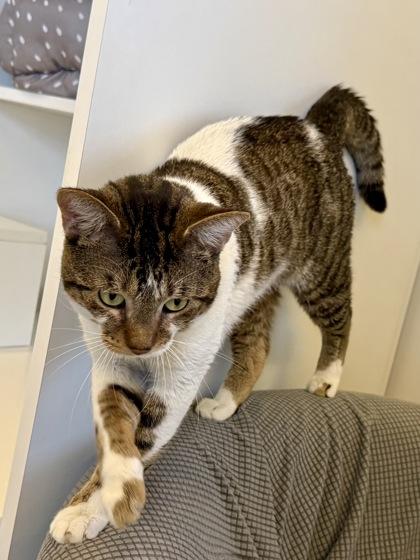 Enlarge Carl, a Adoptable Domestic Short Hair in Downers Grove, IL image 2/3