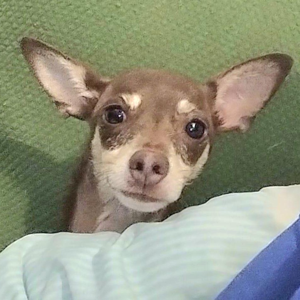 SIMBA KITO "In New York:Foster &/or Forever Home Needed!", a Adoptable Chihuahua in New York, NY image 1/4