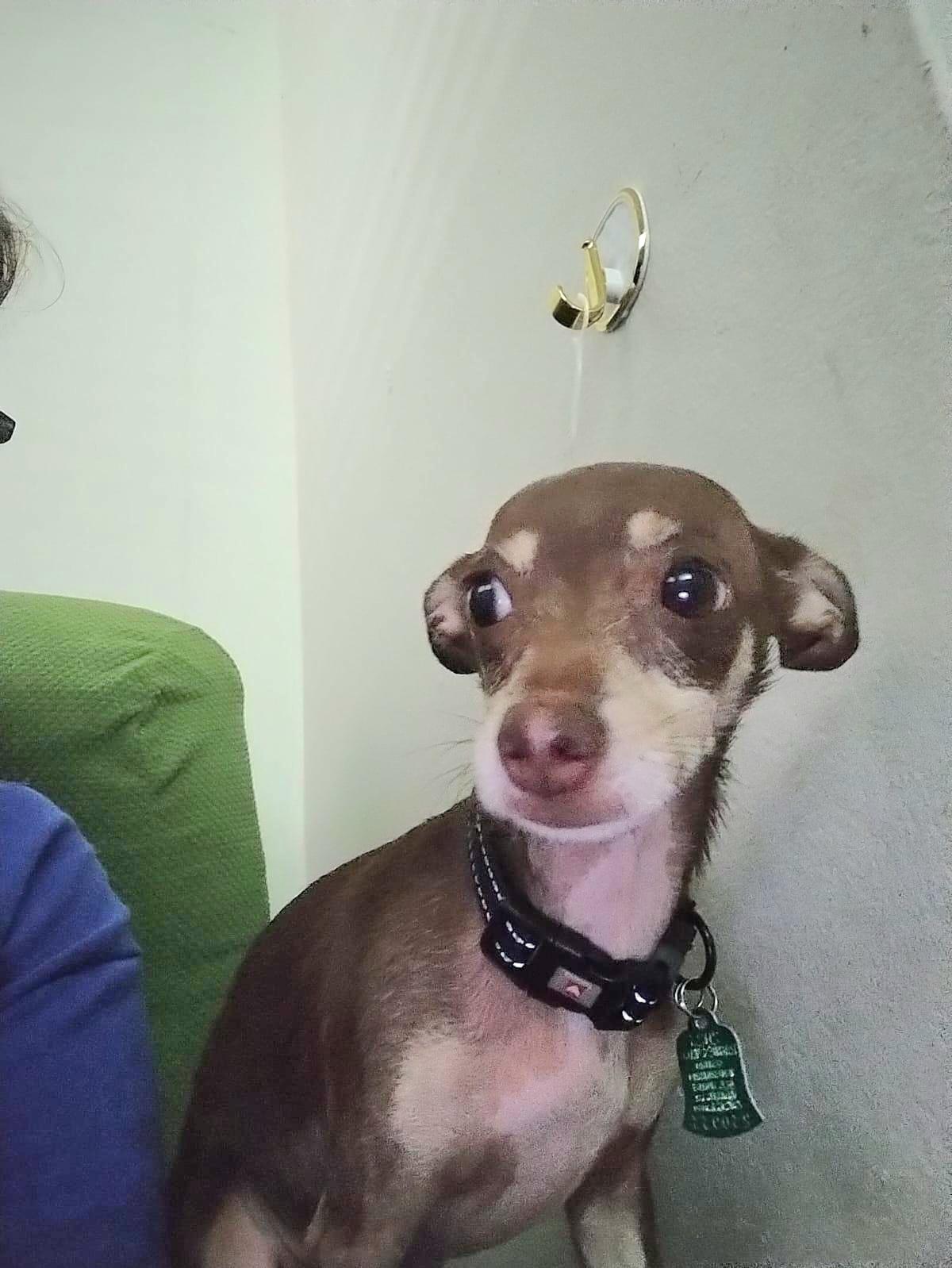 SIMBA KITO "In New York:Foster &/or Forever Home Needed!", a Adoptable Chihuahua in New York, NY image 2/4