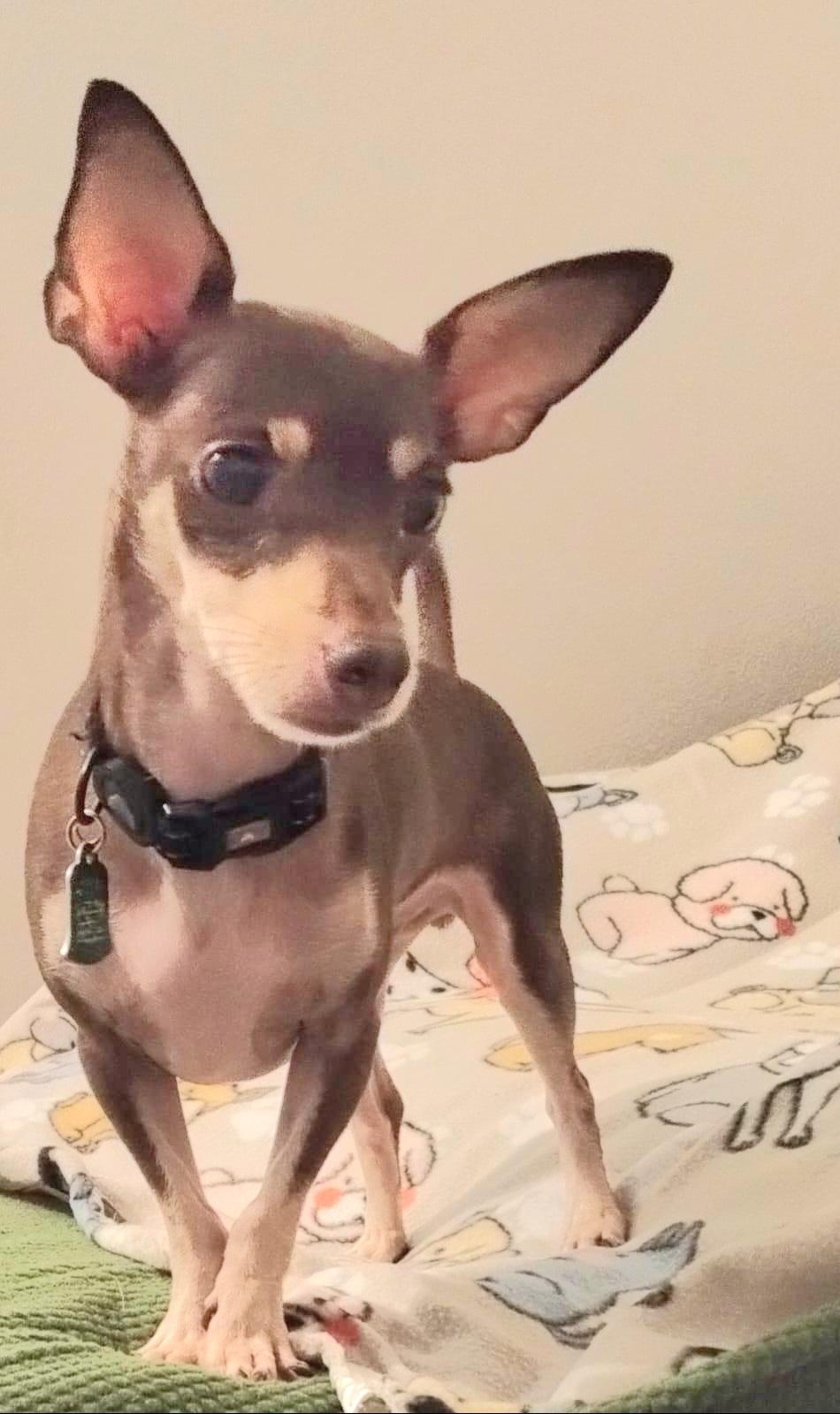 SIMBA KITO "In New York:Foster &/or Forever Home Needed!", a Adoptable Chihuahua in New York, NY image 3/4