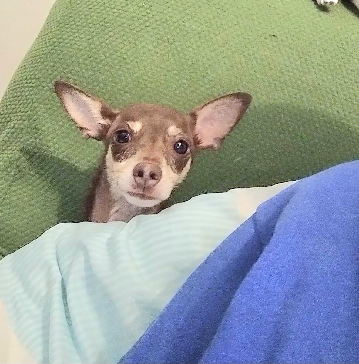 SIMBA KITO "In New York:Foster &/or Forever Home Needed!", a Adoptable Chihuahua in New York, NY image 4/4