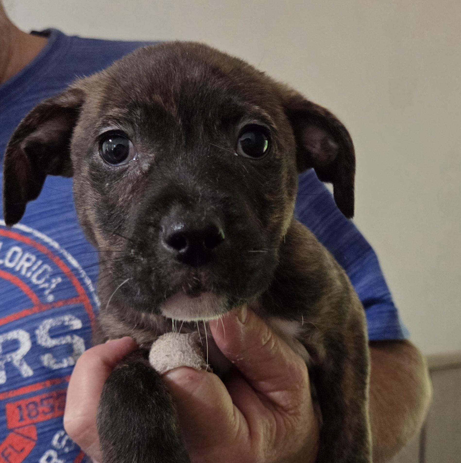 Camper, adopted, Puppy Male Mixed Breed.
