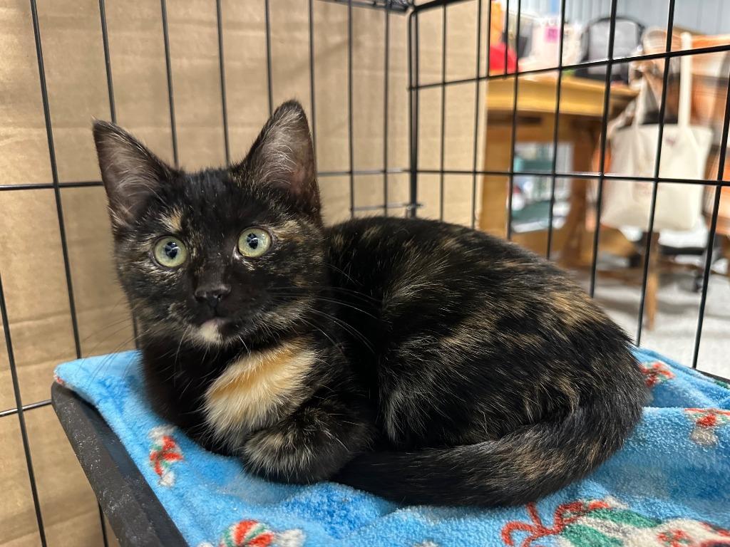 Rizz, adopted, Young Female Domestic Short Hair.