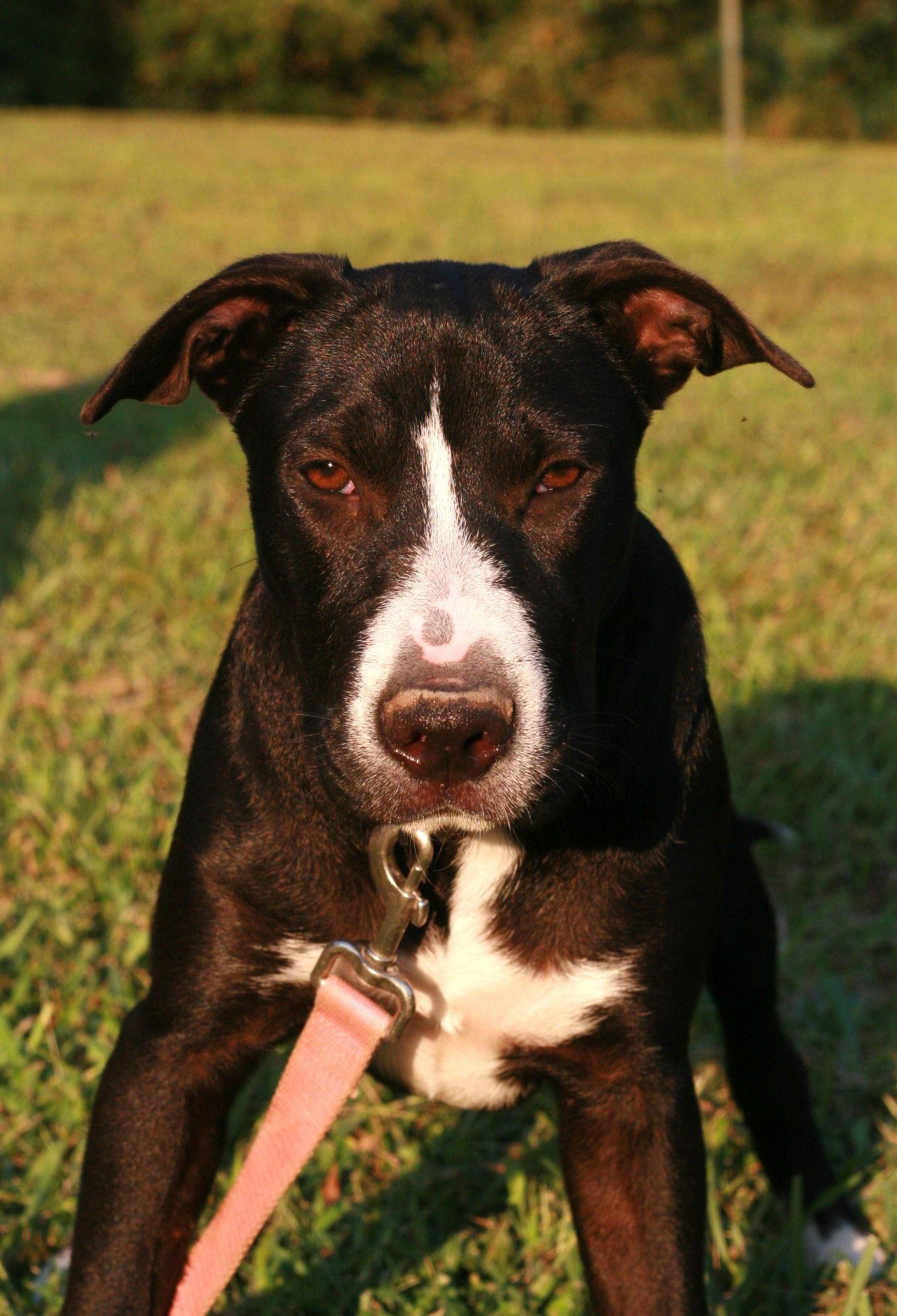Enlarge Colton, a Adoptable mixed breed in Attalla, AL image 2/3