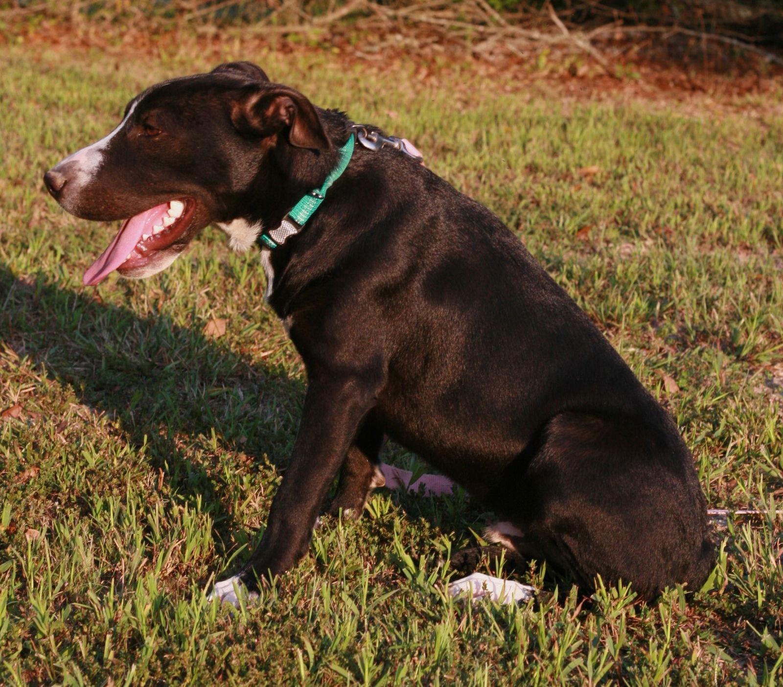 Enlarge Colton, a Adoptable mixed breed in Attalla, AL image 3/3