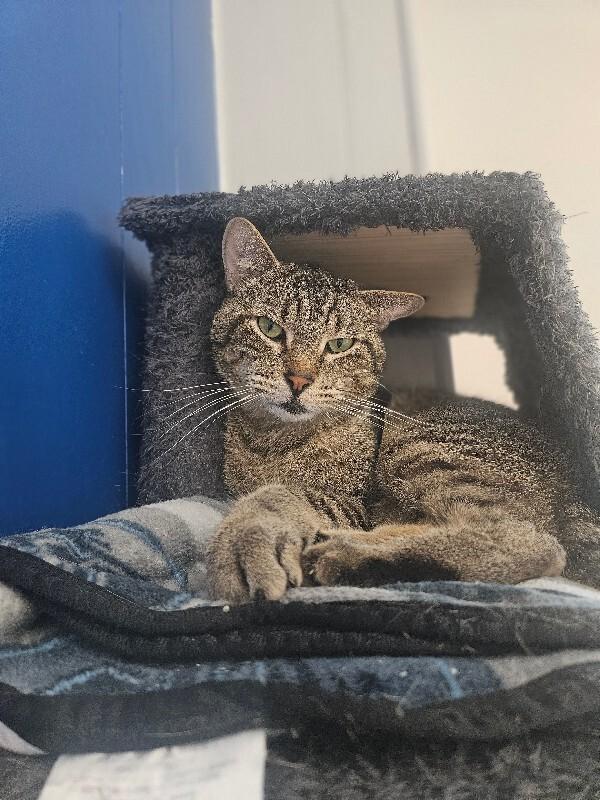 Enlarge Smiley, a Adoptable Domestic Short Hair in Yankton, SD image 2/4