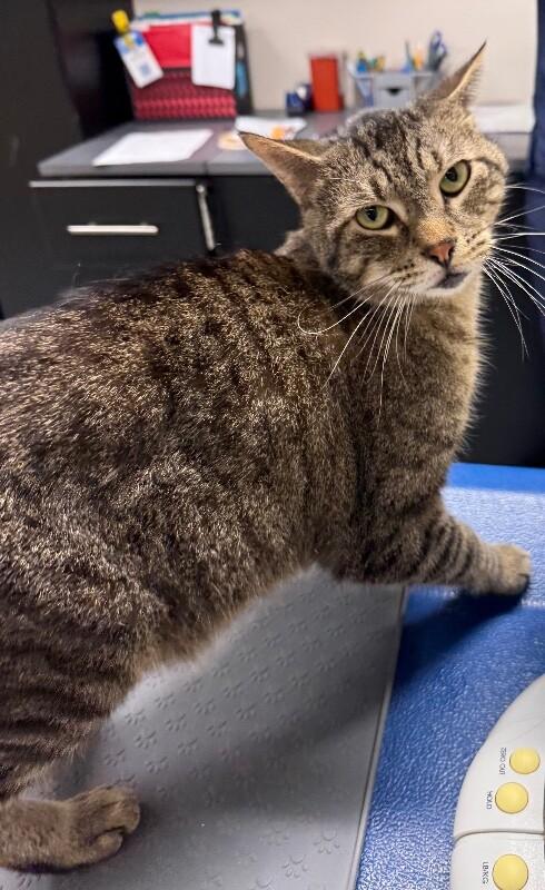 Smiley, Adoptable, Adult Male Domestic Short Hair.