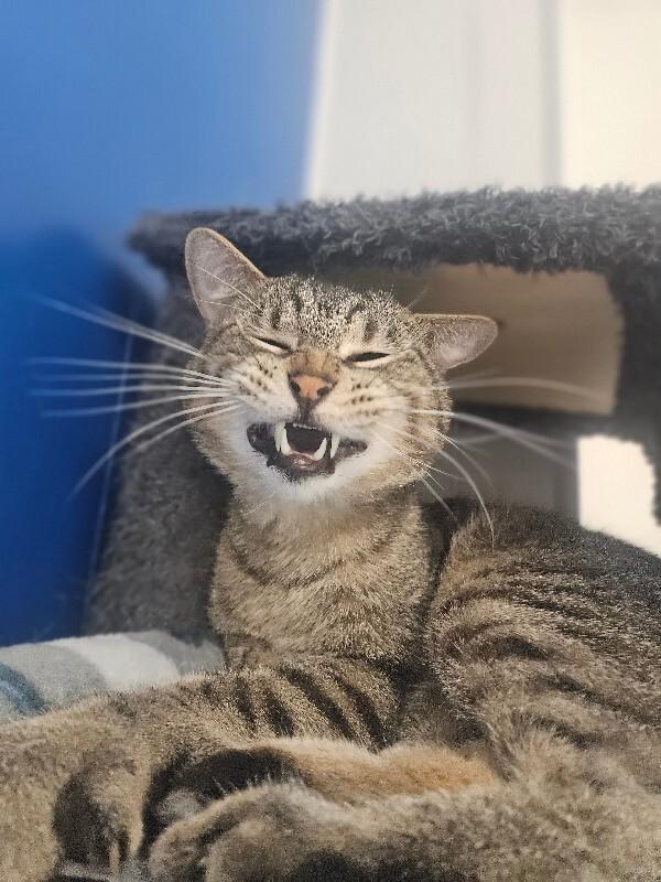 Enlarge Smiley, a Adoptable Domestic Short Hair in Yankton, SD image 3/4