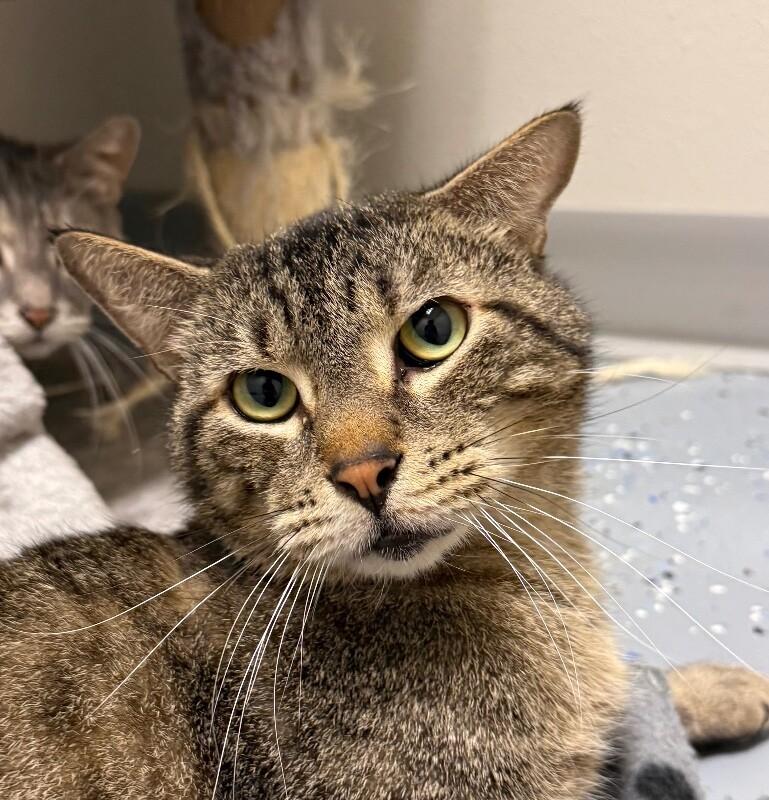Enlarge Smiley, a Adoptable Domestic Short Hair in Yankton, SD image 2/3