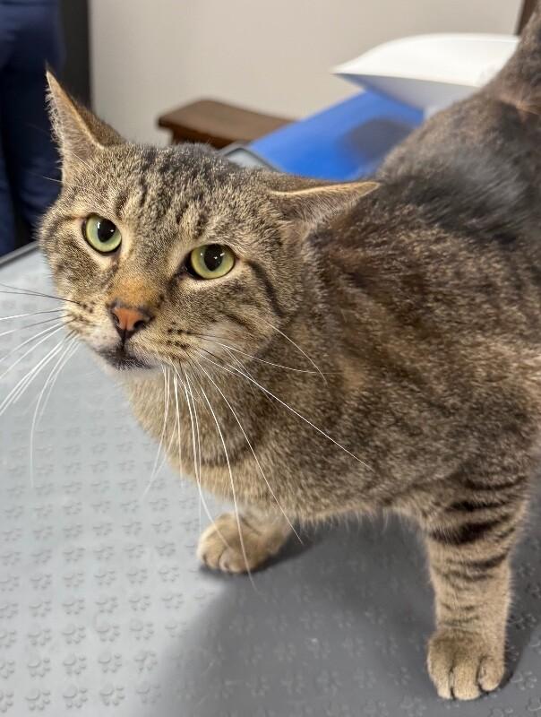 Enlarge Smiley, a Adoptable Domestic Short Hair in Yankton, SD image 3/3