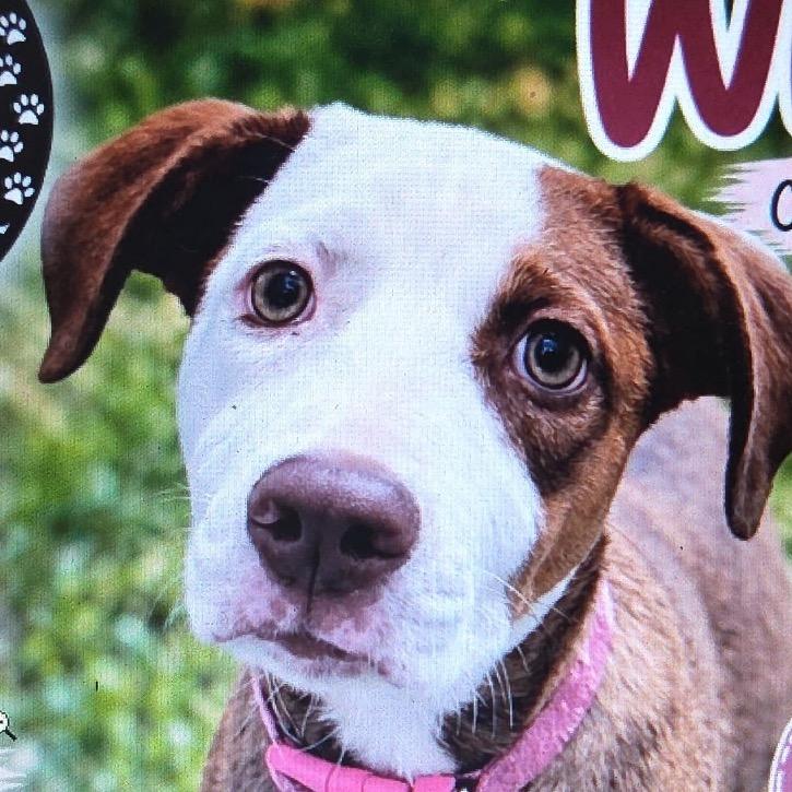 Enlarge Berdie, a Adoptable mixed breed in Greenfield, IN image 1/1