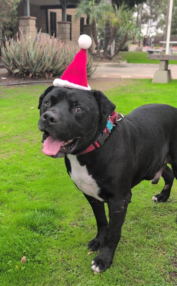 Enlarge Radley, a Adoptable mixed breed in Escondido, CA image 1/1