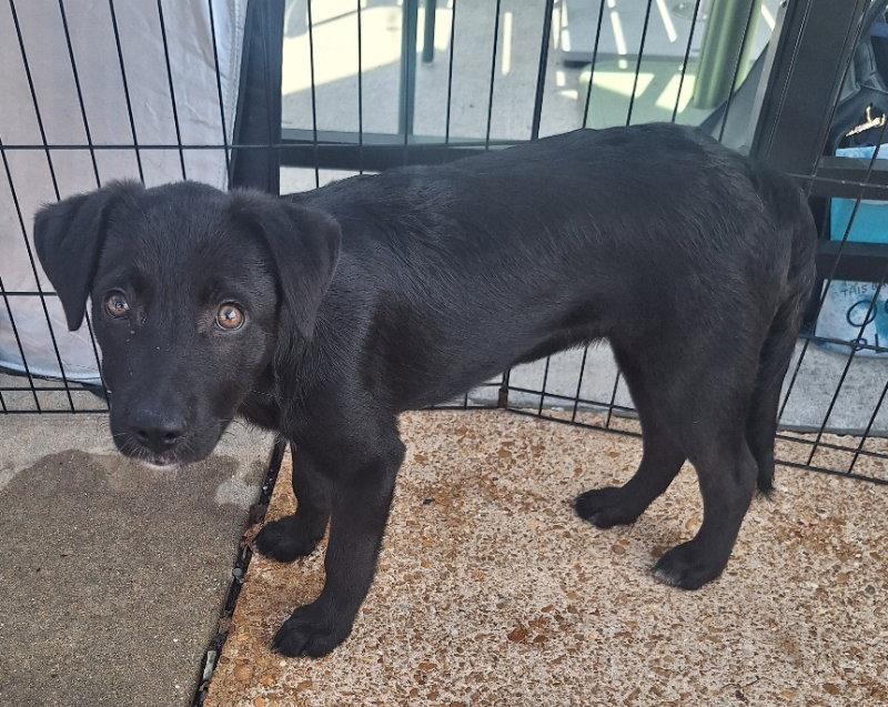 Enlarge Ember, a Adopted Labrador Retriever in House Springs, MO image 2/2