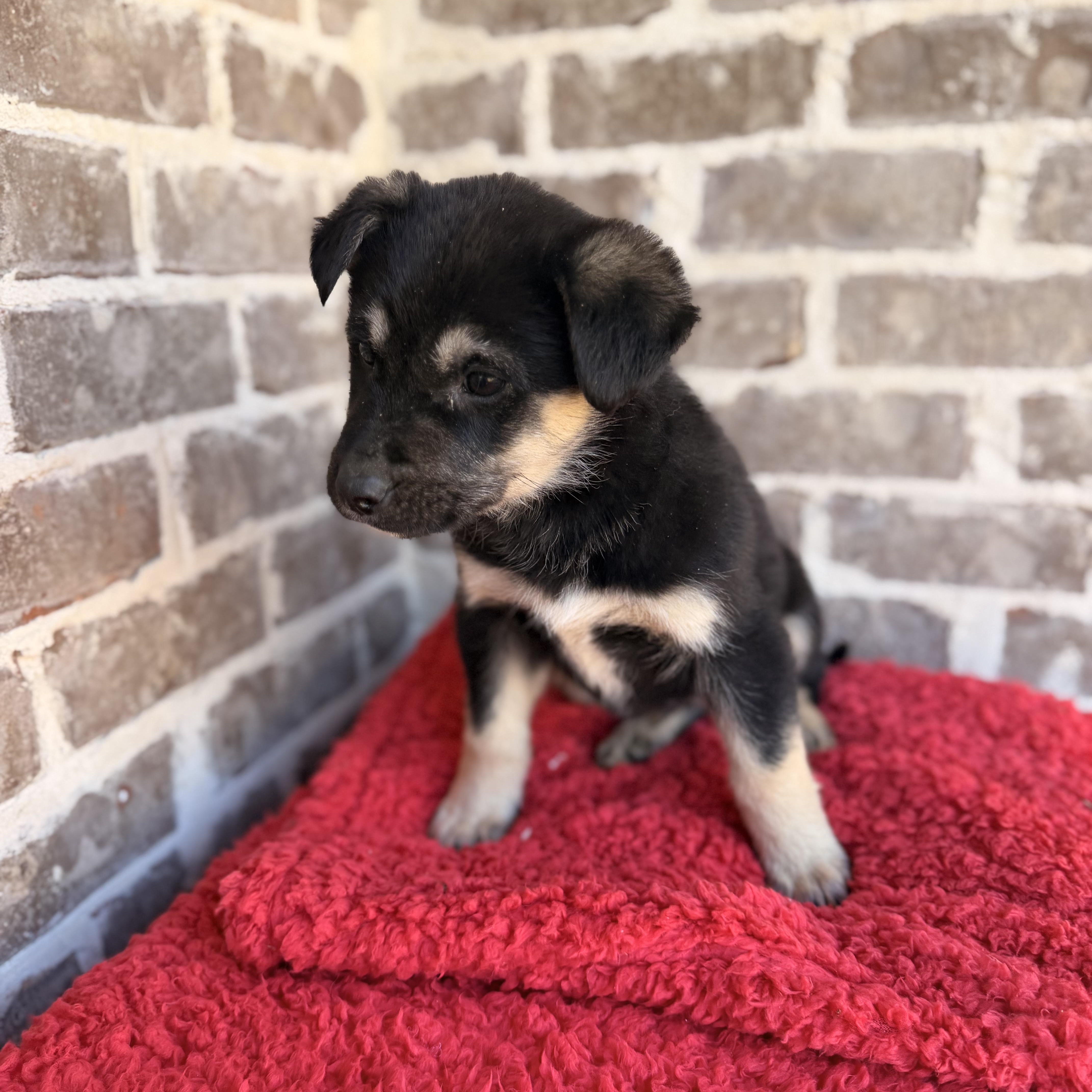 Enlarge Rocky, an adopted mixed breed in Hartford, CT image 3/6