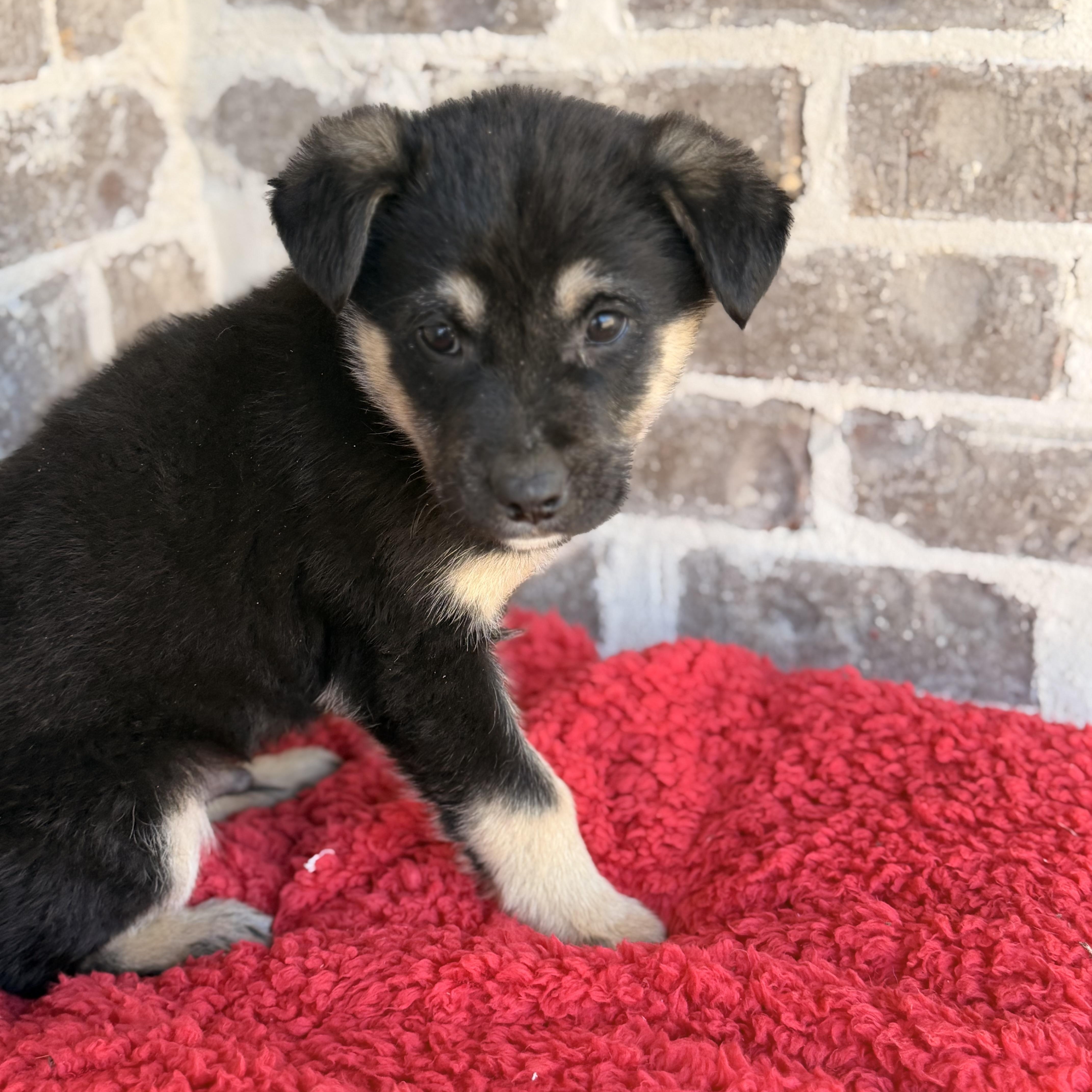 Enlarge Rocky, an adopted mixed breed in Hartford, CT image 6/6