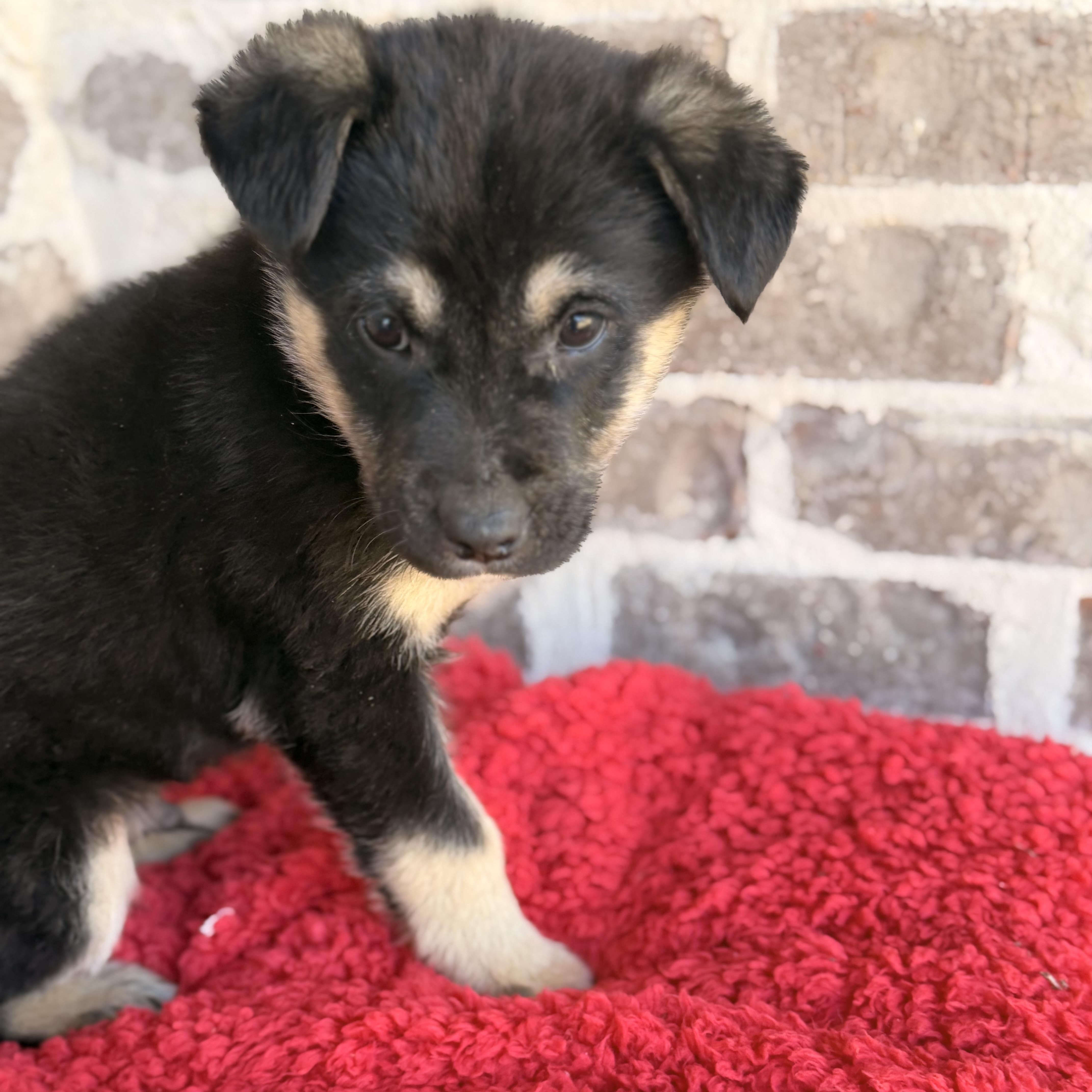 Enlarge Rocky, an adopted mixed breed in Hartford, CT image 2/6