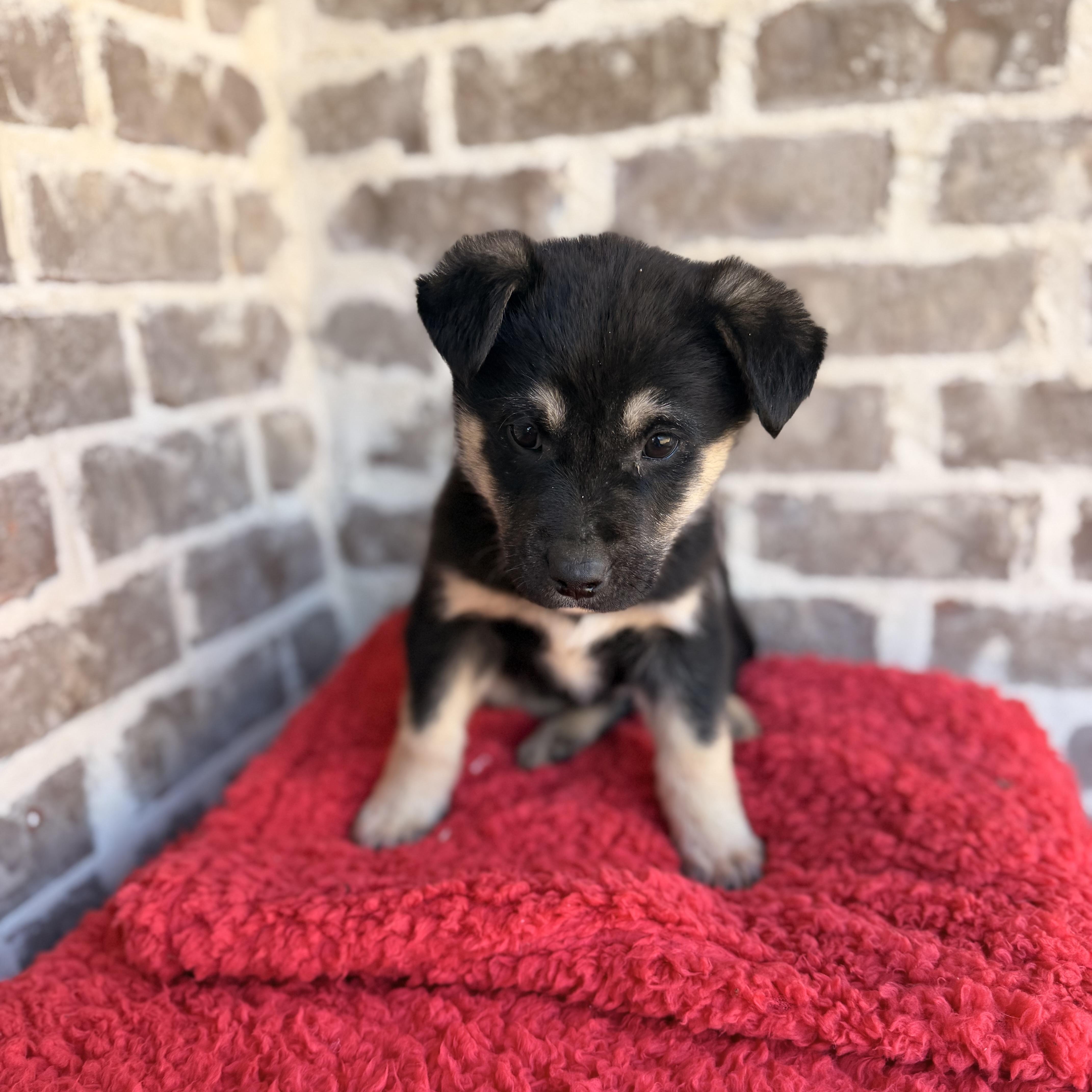 Enlarge Rocky, an adopted mixed breed in Hartford, CT image 1/6
