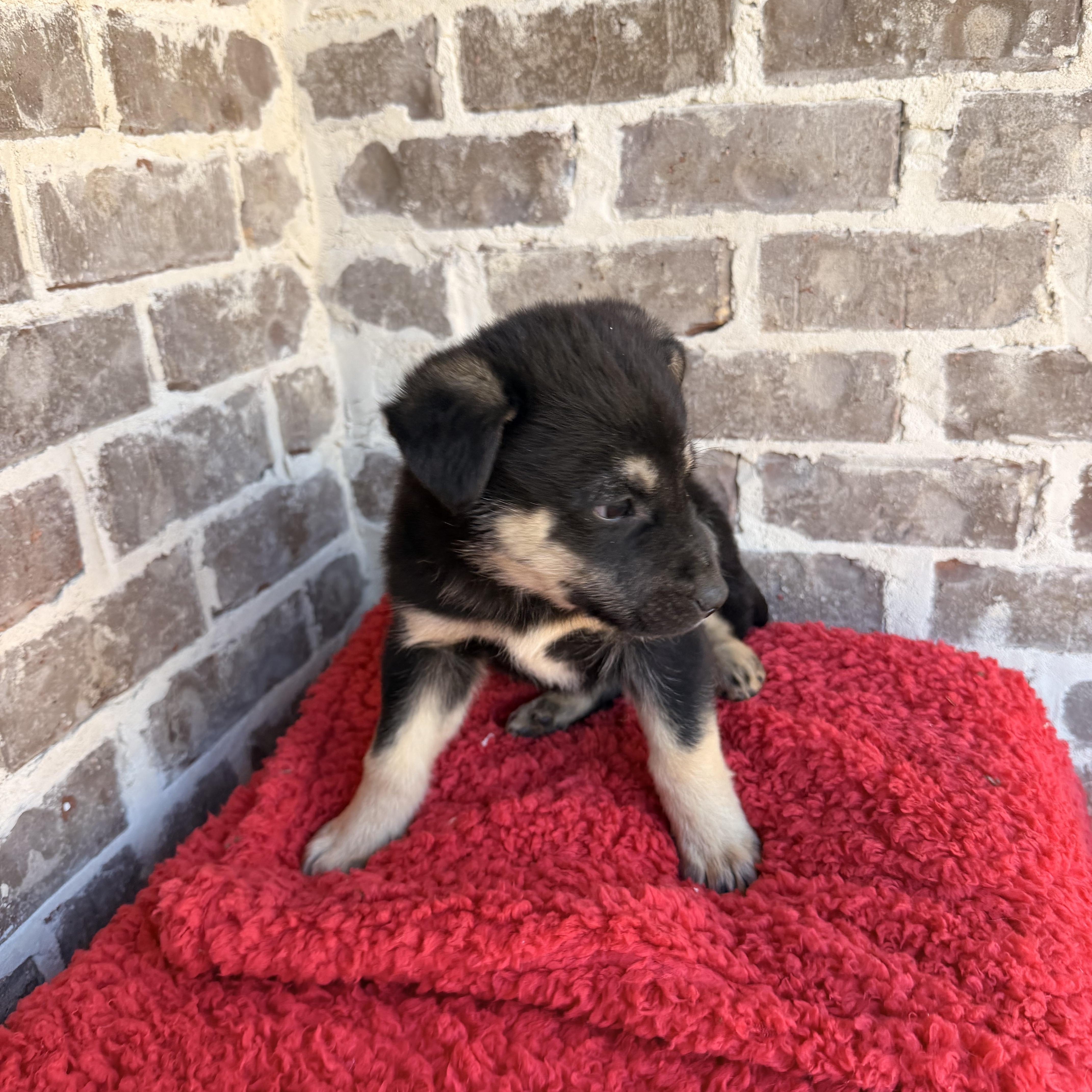 Enlarge Rocky, an adopted mixed breed in Hartford, CT image 4/6