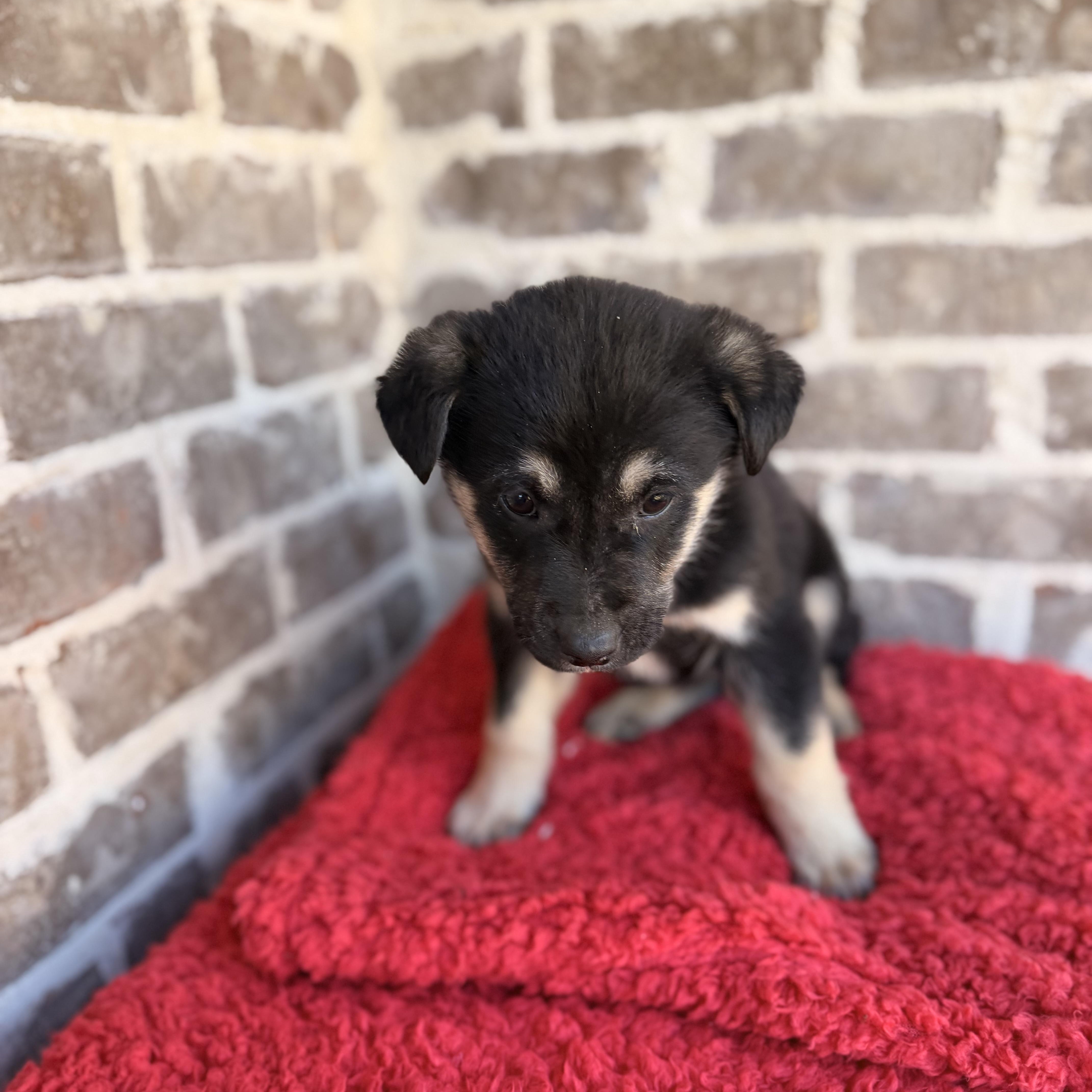 Enlarge Rocky, an adopted mixed breed in Hartford, CT image 5/6