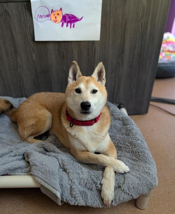 Enlarge Tom Nook, a Adoptable mixed breed in Santa Rosa, CA image 1/2