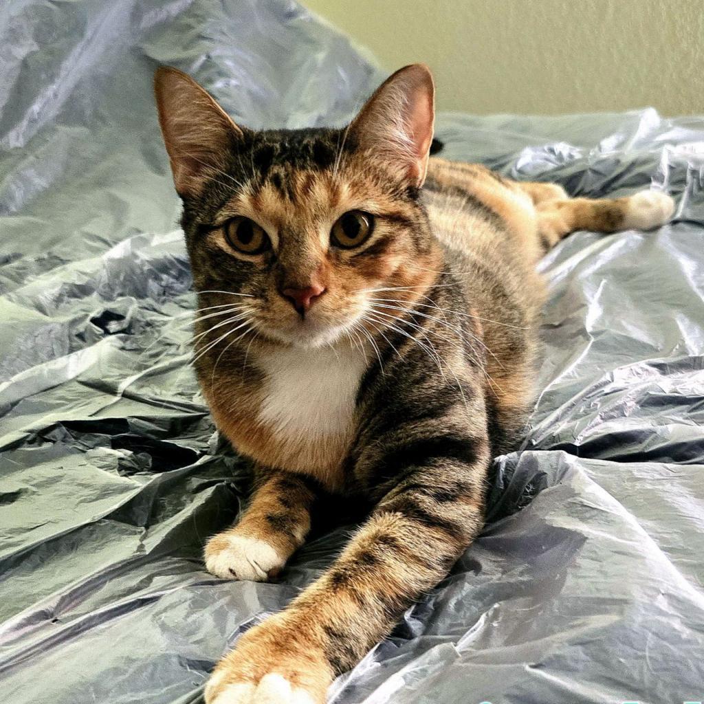 Marigold, Adoptable, Adult Female Domestic Short Hair.