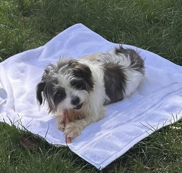 Flora, adopted, Senior Female Shih Tzu.