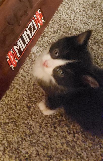 JESS, Adoptable, Young Male Domestic Short Hair.