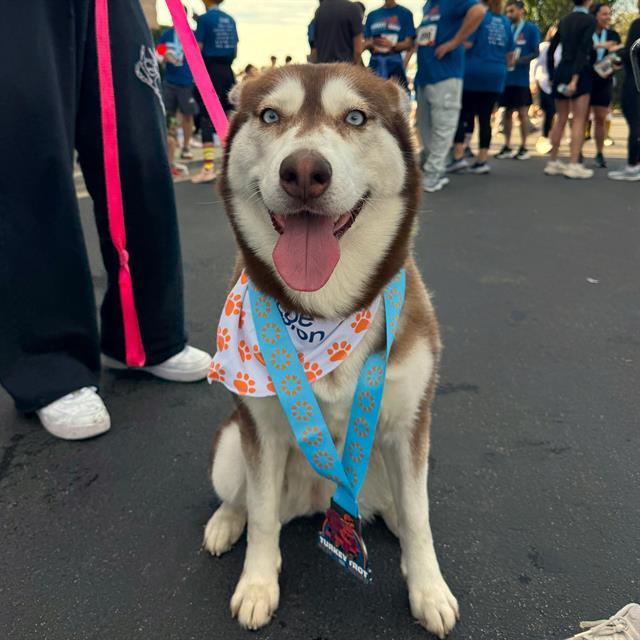 CEDAR, Adoptable, Young Female Siberian Husky.