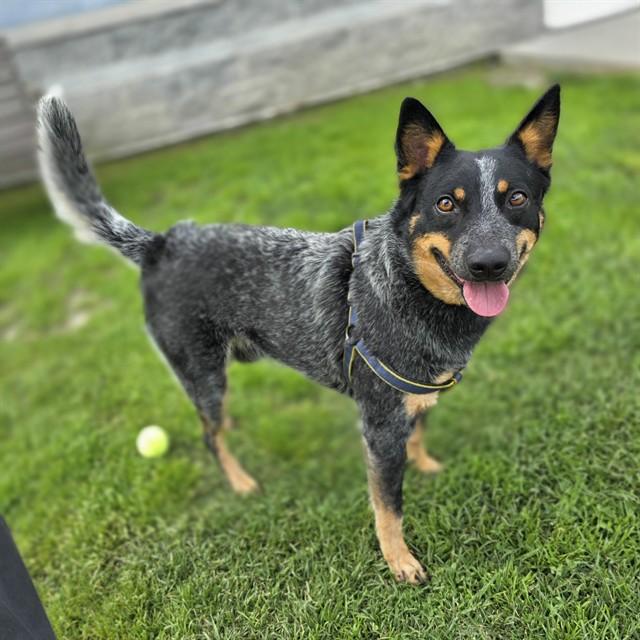 Enlarge CEDAR, a Adoptable Siberian Husky in Long Beach, CA image 1/1