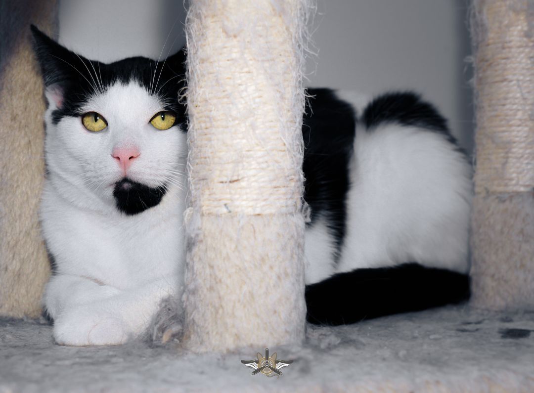 Lou, a Adoptable Domestic Short Hair in Fredericton, NB image 1/6