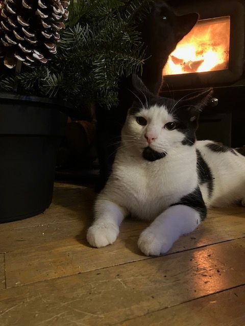 Lou, a Adoptable Domestic Short Hair in Fredericton, NB image 2/6