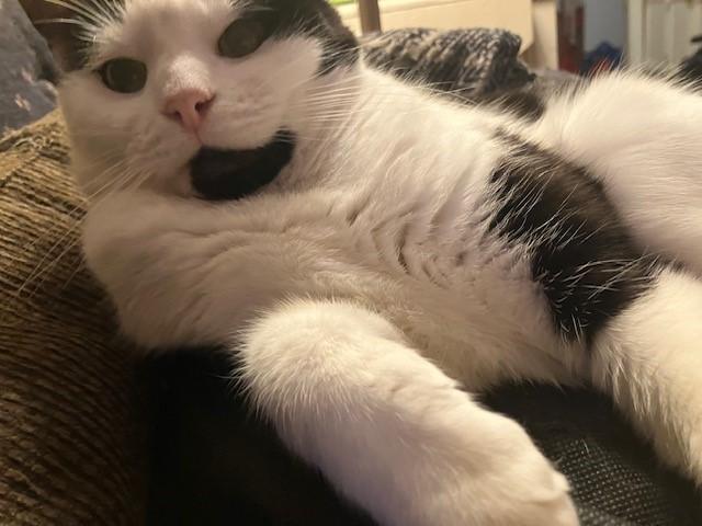 Lou, a Adoptable Domestic Short Hair in Fredericton, NB image 3/6